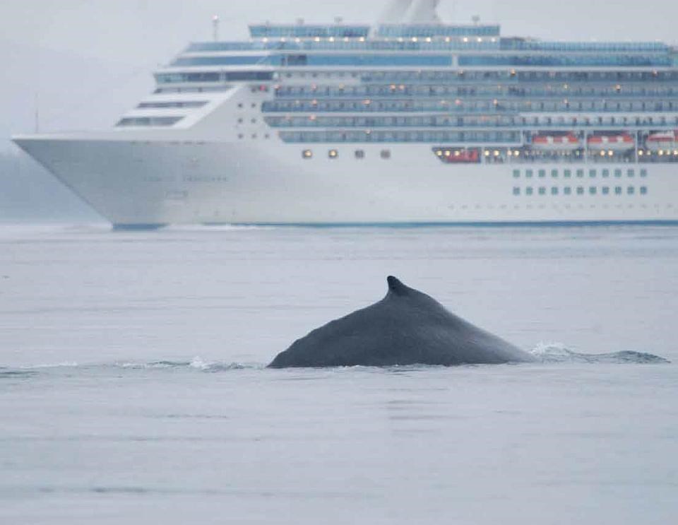 An endangered humpback whale surfaces in Glacier Bay National Park and Preserve with a cruise ship in the background.