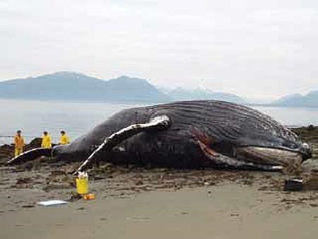 Using Observers To Record Encounters Between Cruise Ships And Humpback Whales U S National Park Service