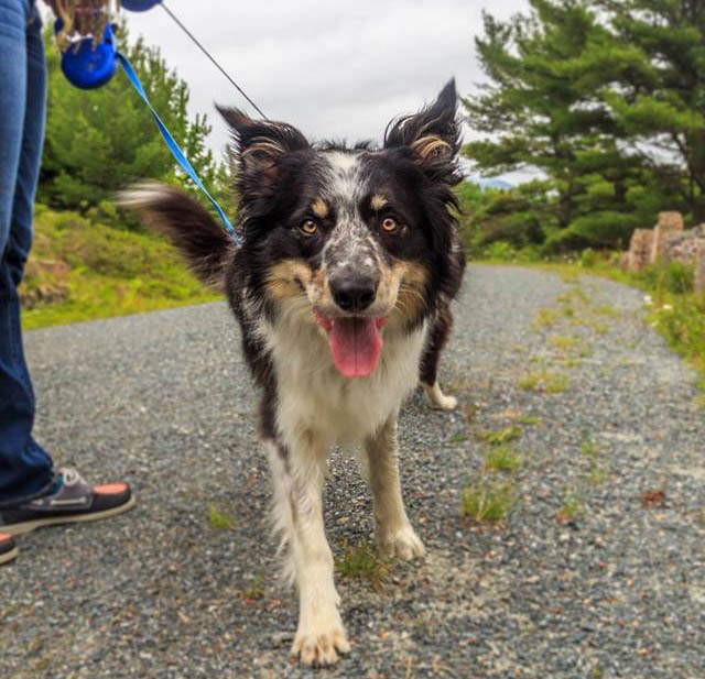 Dog walking on a leash on pavement.