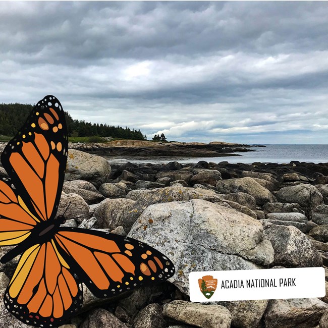 A mock selfie of a monarch at Acadia National Park