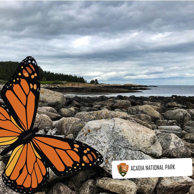 A mock selfie of a monarch at Acadia National Park A mock selfie of a monarch at Acadia National Park