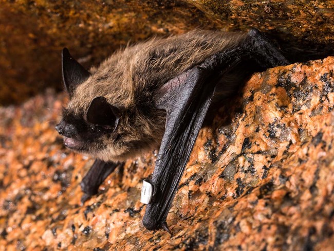 An eastern small-footed bat emerging from a rock crevice.