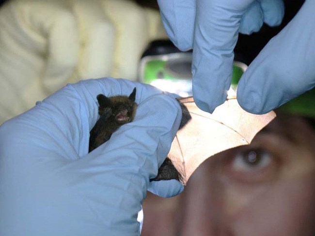 A biologist holding a bat and examining the wing for damage from white-nose syndrome.
