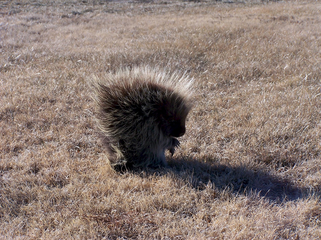 AGFO Porcupine Porcupine in a grass field