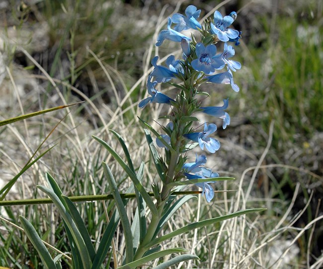 Penstemon angustifolius baby blue tubular flowers on a stalk with narrow thick leaves at the base