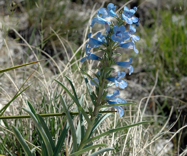 baby blue tubular flowers on a stalk with narrow thick leaves at the base