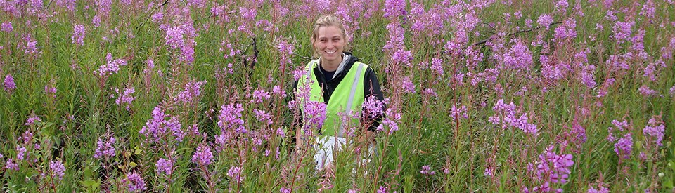 Cynthia Worthington A woman stands in a field of fireweed.