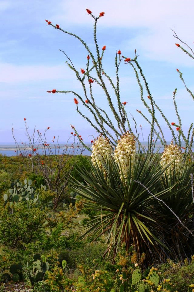 A diverse, blooming vegetation community, with Lake Amistad in the background