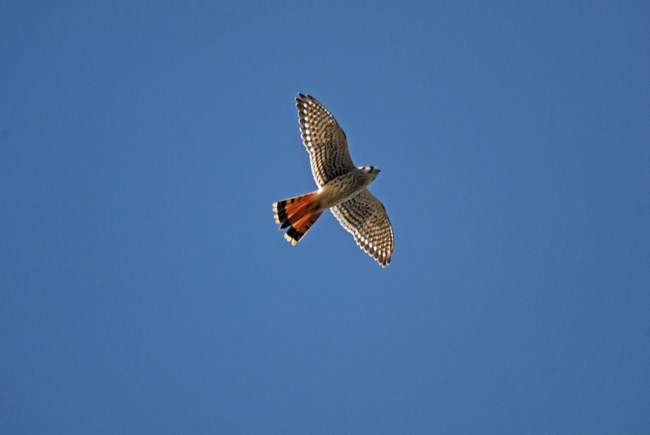 An American Kestrel flying overhead