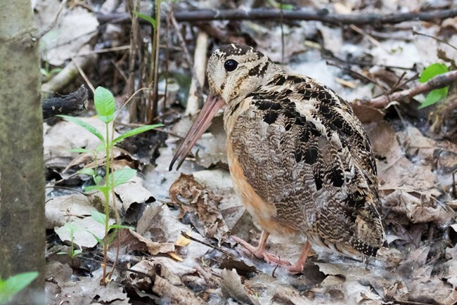 A Woodcock almost disappears among the leaf litter on the forest floor
