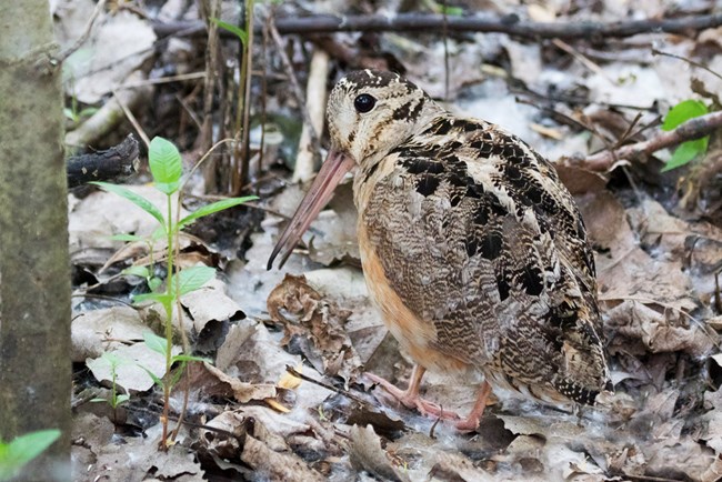 AMWO_PD_Steve Valasek A Woodcock almost disappears among the leaf litter on the forest floor
