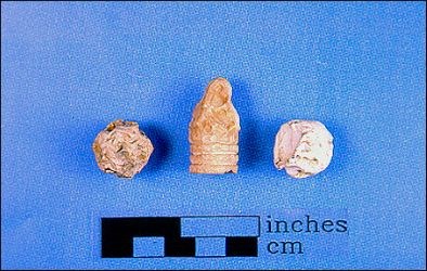 Human-chewed bullets are often attributed to wounded soldiers attempting to ease their pain by "biting the bullet". Human-chewed bullets are often attributed to wounded soldiers attempting to ease their pain by "biting the bullet".