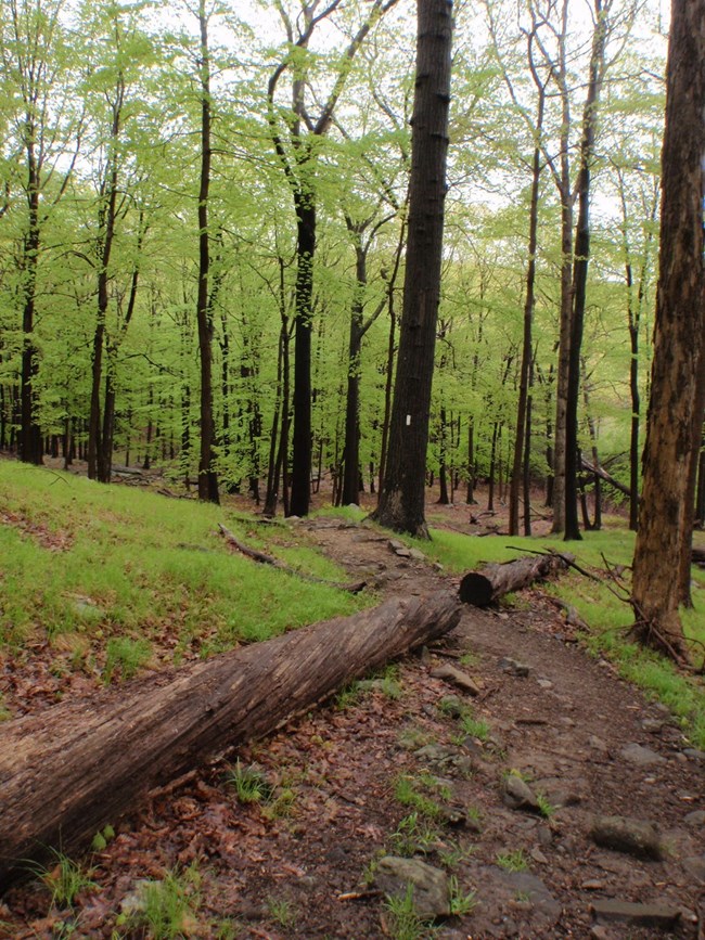 Trail leading through the woods