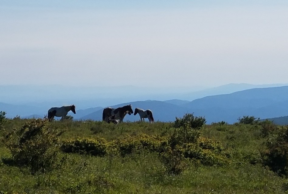 APPA Horses Grayson Highlands (Jonny B) Herd of horses in a meadow