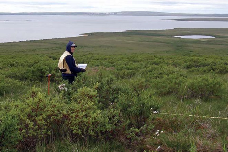 Thirty-two years Post Fire A female fire ecologist stands waist-high in lush, green willows.