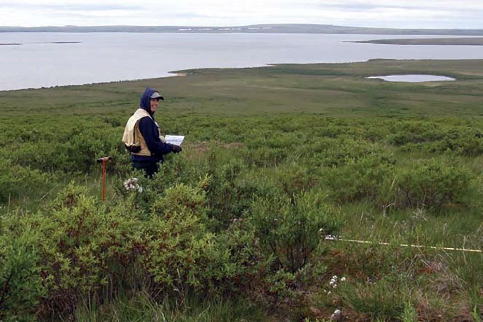 A female fire ecologist stands waist-high in lush, green willows.