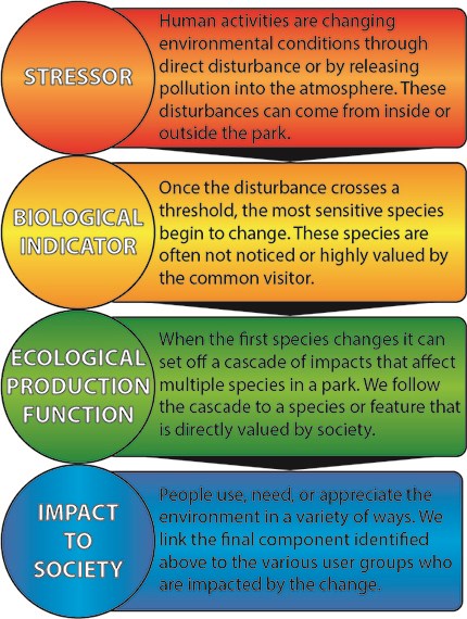 graphic depiction of STEPS process