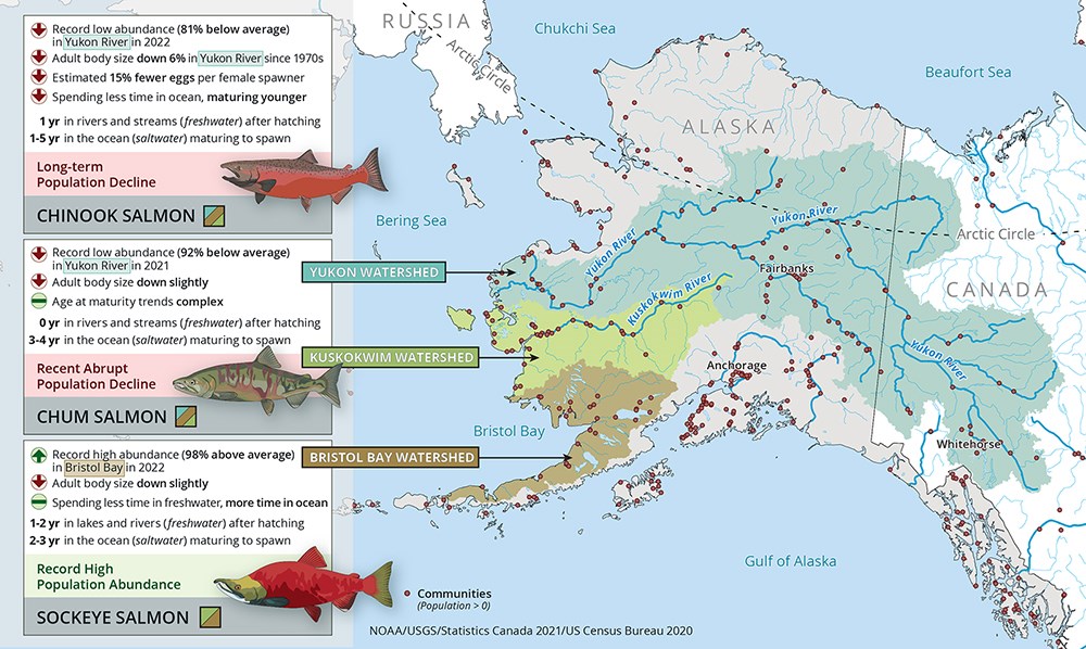 ARC23-Salmon-schoen-Fig1_web An infographic showing the changes in three different salmon runs.