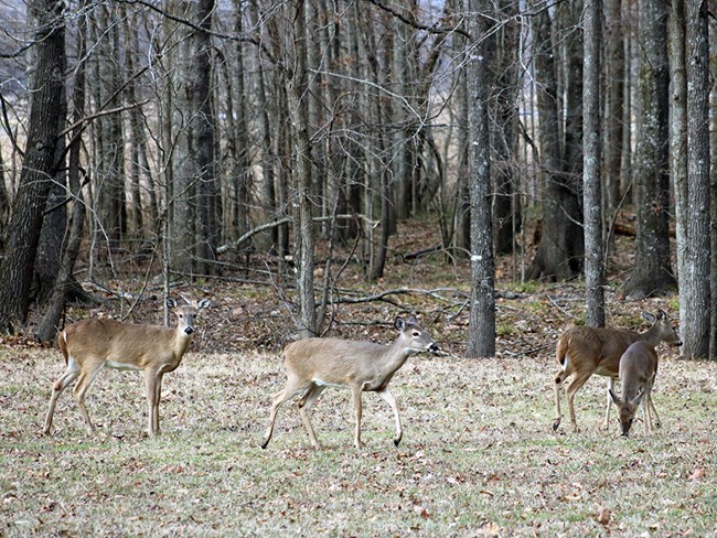 Four white-tailed deer standing in a grassy area at the edge of a forest