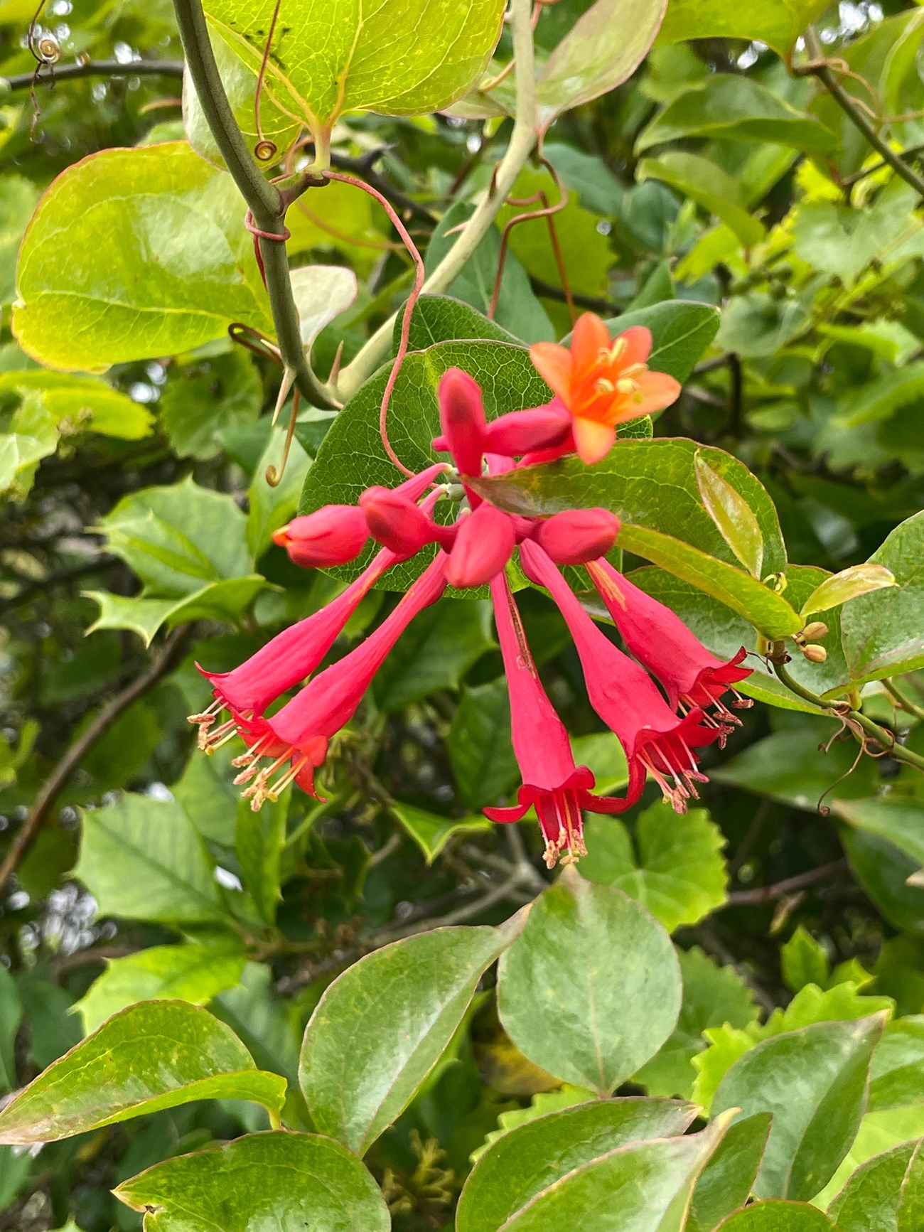 Coral honeysuckle Close-up view of long red honeysuckle flowers with an orange flower and leafy background.