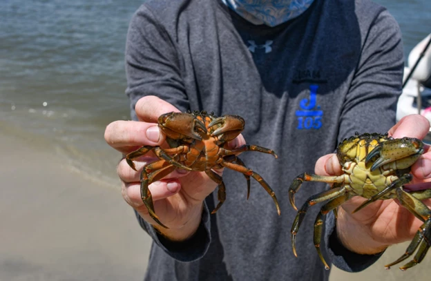 Green crabs A person holding an orange-colored crab in one hand and a greenish yellow one in the other.