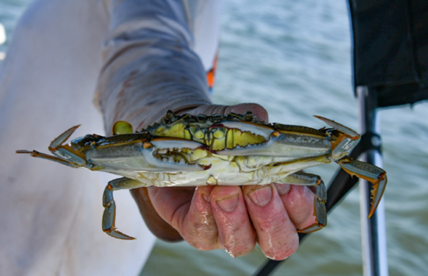 A hand holding a large blue crab with its claws touching in front of its face.