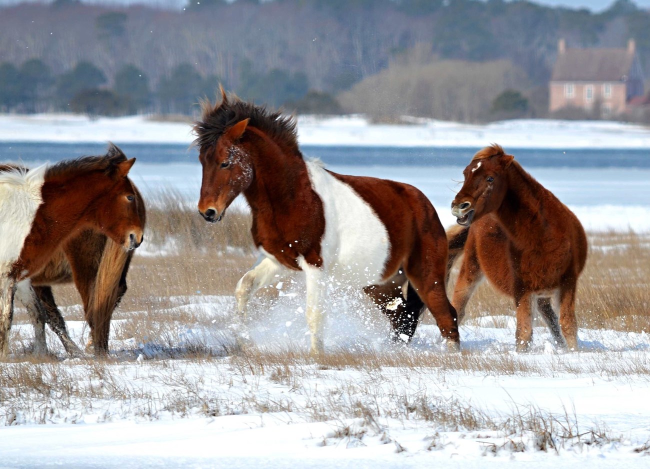 Several ponies play in the snow on a beach