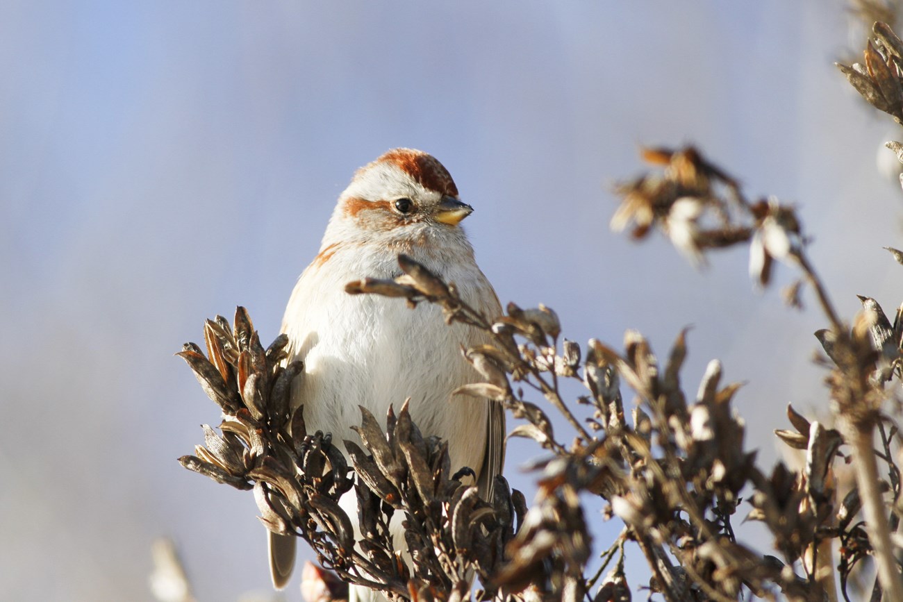 American Tree Sparrow small white bird with reddish brown crown perched on a tree branch stripped of its leaves
