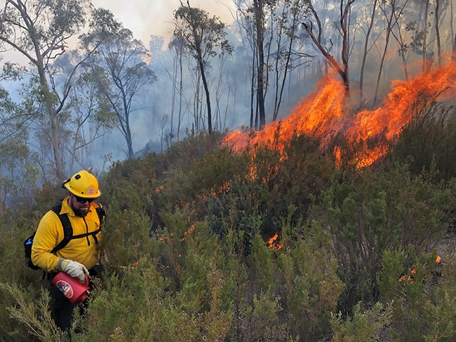 Australia 2020 Response - Scott Ebel conducting burnout A man in fire gear uses a driptorch to ignite vegetation.