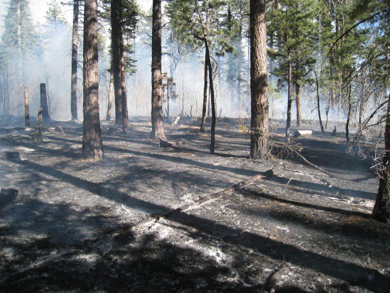 White ash is visible on the ground where dead and down fuels burned, leaving the standing trees healthy.