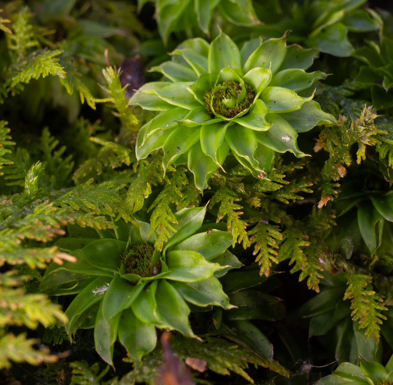 Close-up of bright green moss growing among other moss, with a few rosette-shaped growths resembling flowers.