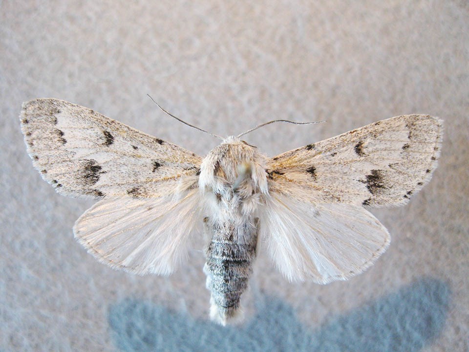 Hairy white and black moth specimen