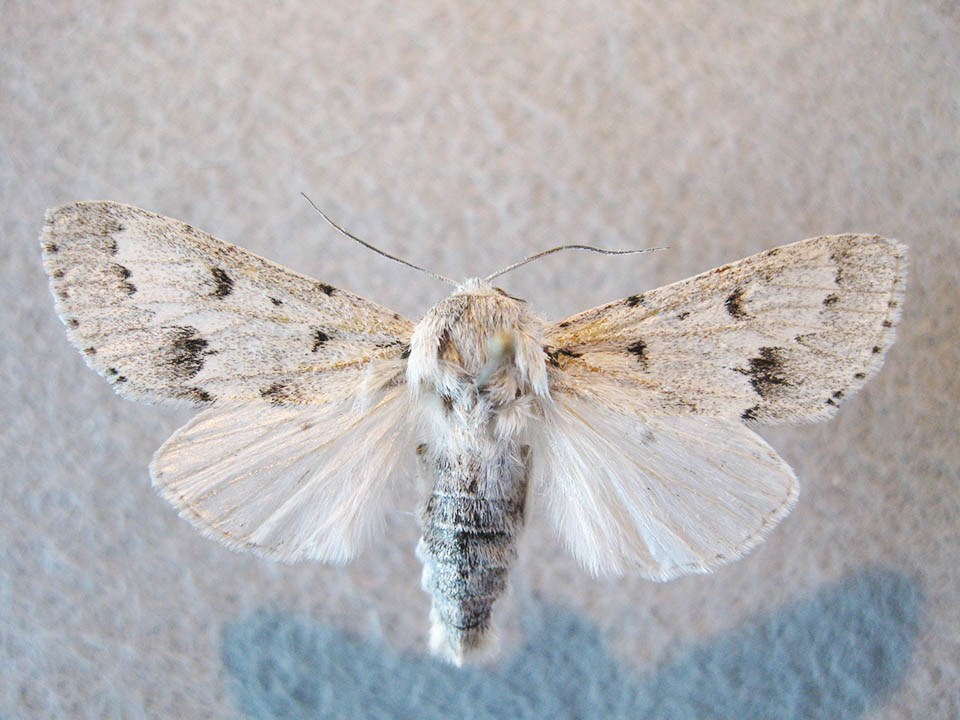 Miller dagger (Acronicta vulpina) moth Hairy white and black moth specimen