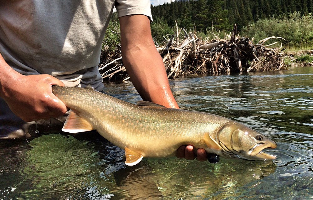 Researcher holds adult bull trout