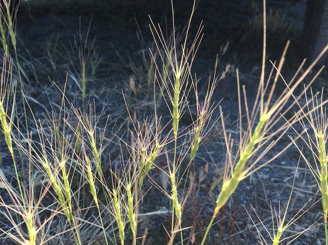 Tops of barbed goatgrass, showing its long, sharp awns