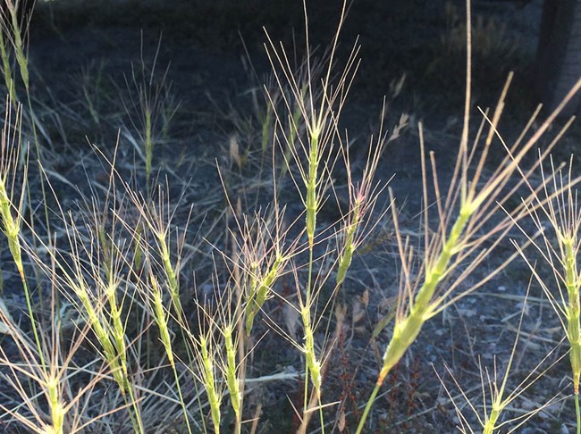 Barbed goatgrass at Point Reyes Tops of barbed goatgrass, showing its long, sharp awns