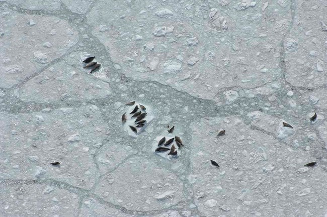 An aerial view of harbor seals on icebergs.
