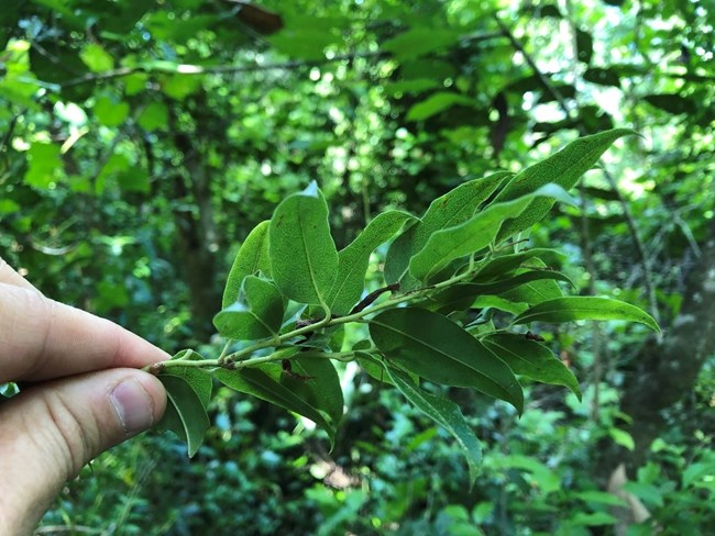 Agarista populifolia (pipe plant)