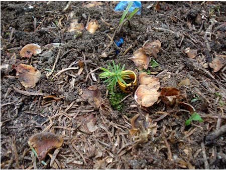 A tiny hemlock seedling growing out of a narrow test tube embedded in the ground.