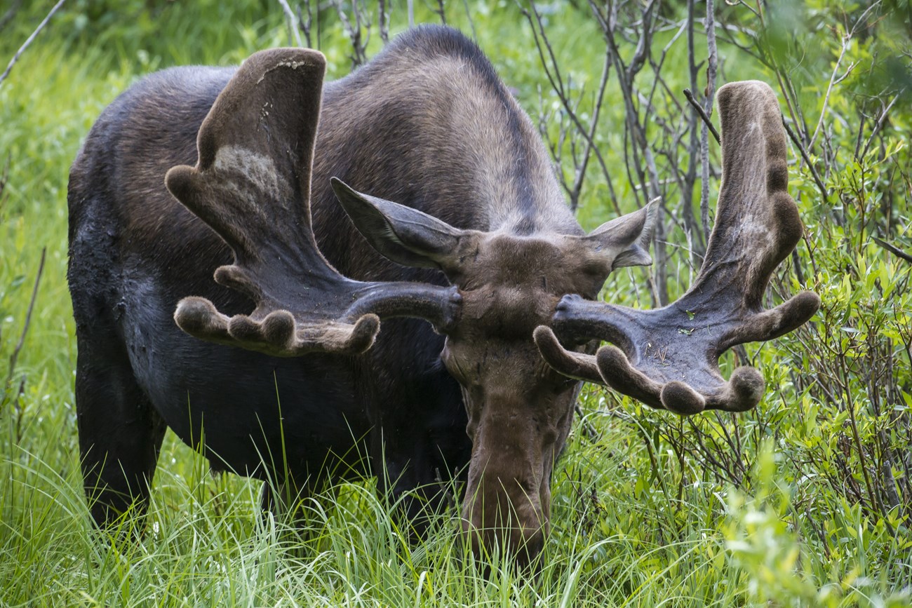 A moose with velvet antlers standing in tall grass next to shrubs.