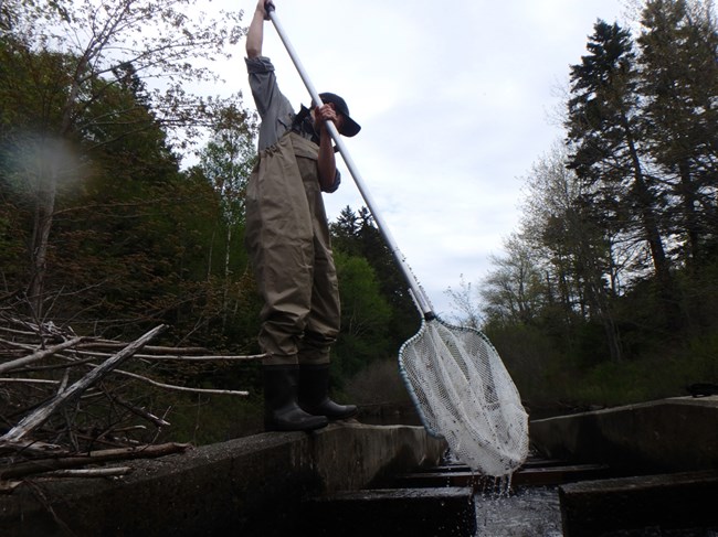 Researcher netting alewives in local Maine pond.