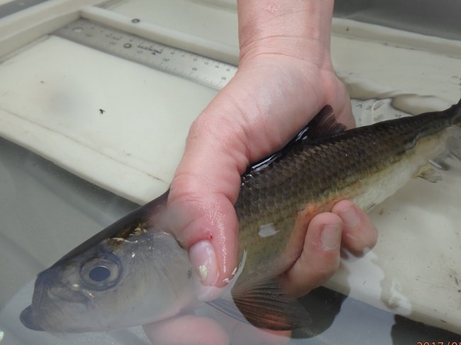 A migrating alewife held by researchers.