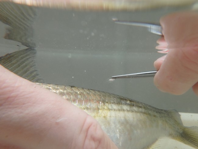 Alewife held by scientist and being measured for scale size and health.