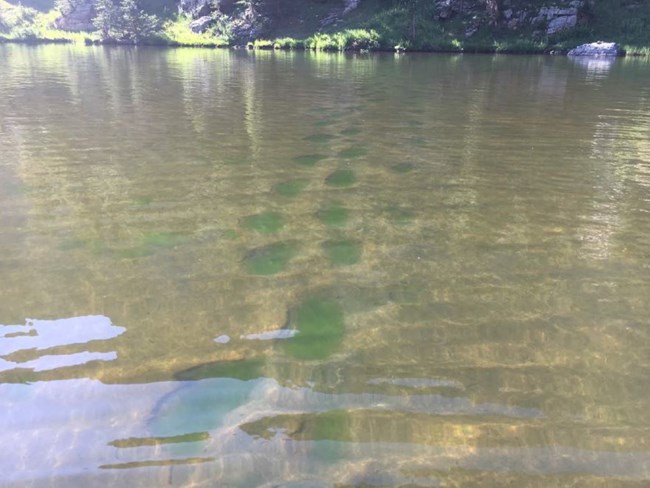 Footprints at the bottom of lake filled with green algae