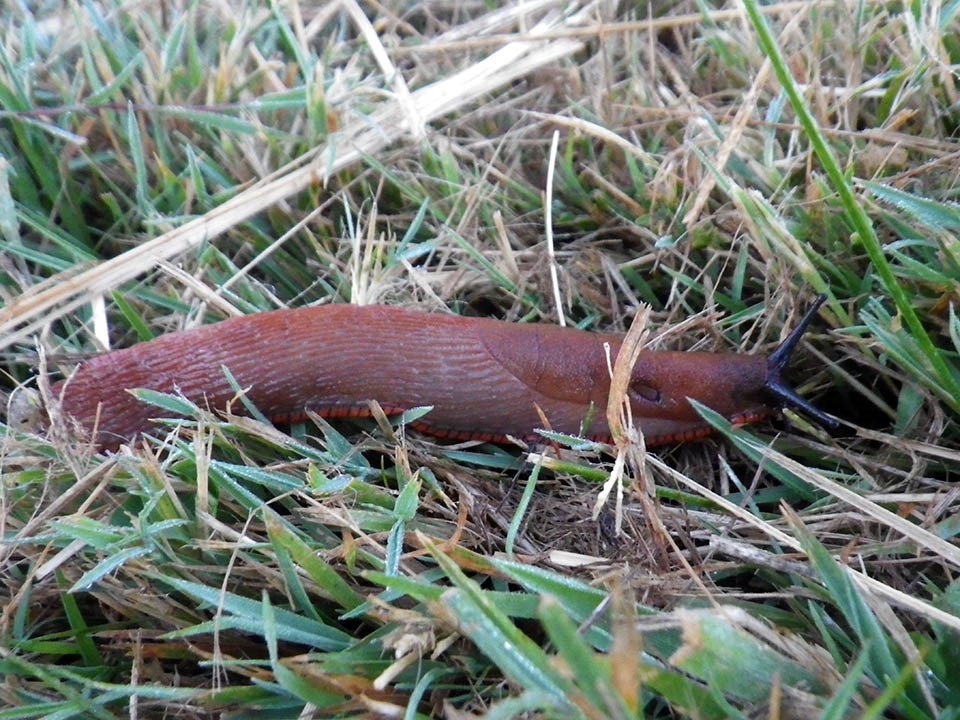 A large, red slug moving through the grass