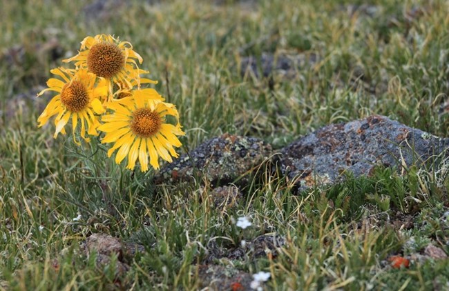 Three yellow flowers growing amid green groundcover