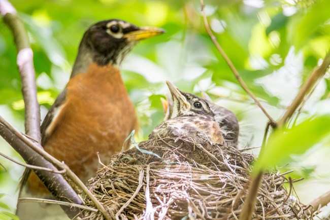 American Robin American robin nestlings with their parent behind