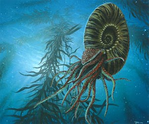 Illustration of a coiled ammonite in life, swimming in the ocean