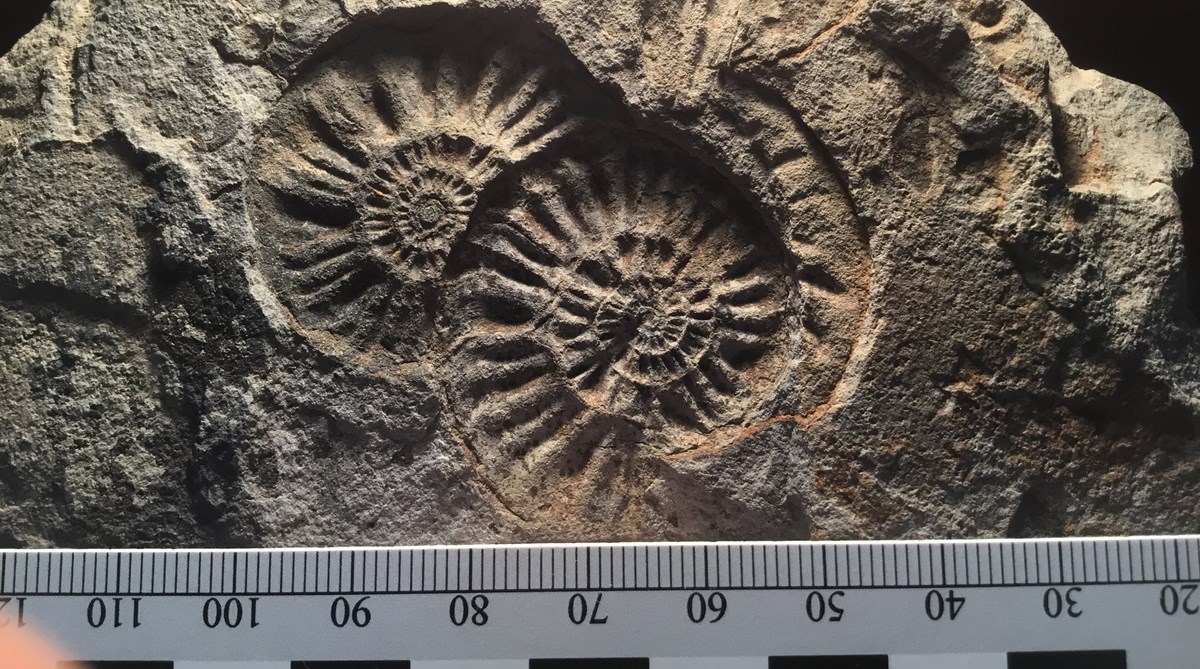 ammonite fossils ammonite fossils