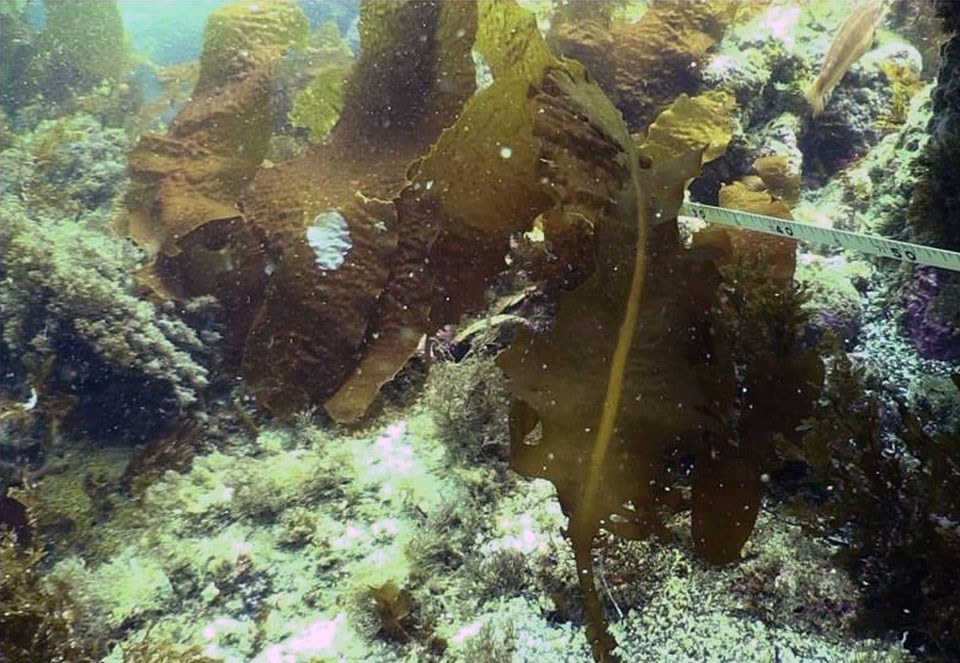 Undaria plants growing along a Kelp Forest Monitoring Program transect on the seafloor.